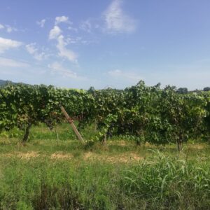 Wine Resort Monna Caterina