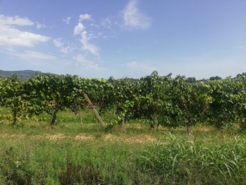 Wine Resort Monna Caterina